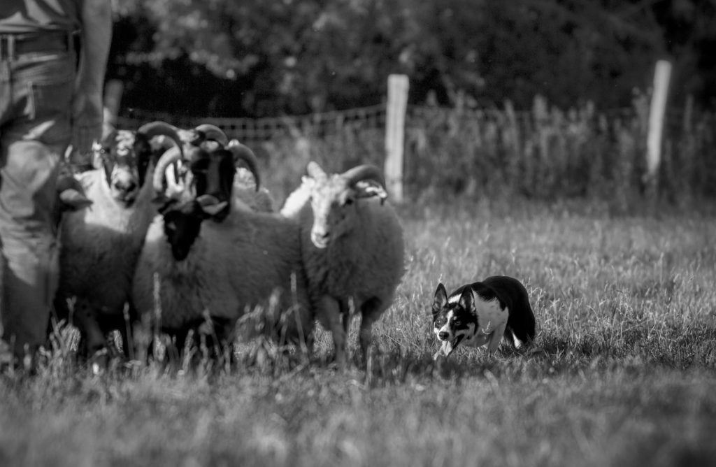 Der „Border Collie Wahnsinn“ May Ⓒ Jasemin Be