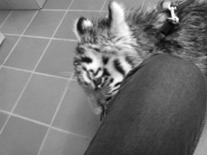 Sibirisches Tiger Baby Ⓒ Hardi P.Schaarschmidt