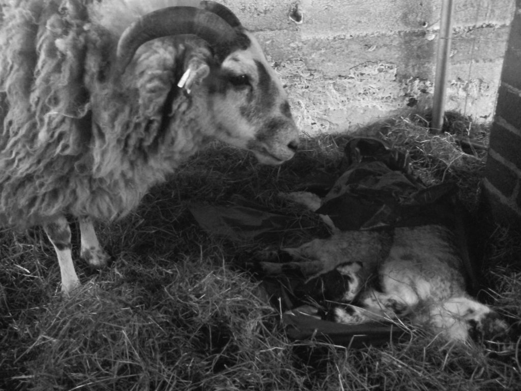 Eines meiner Schafe trauert Ⓒ Hardi P.Schaarschmidt