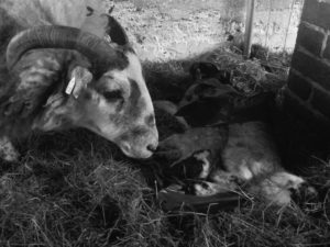 Eines meiner Schafe trauert Ⓒ Hardi P.Schaarschmidt