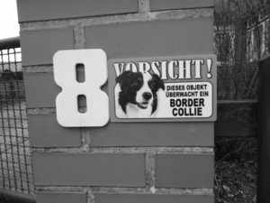 Quessantschafe, Border Collies und Wendland Revoluzzer Ⓒ Hardi P.Schaarschmidt