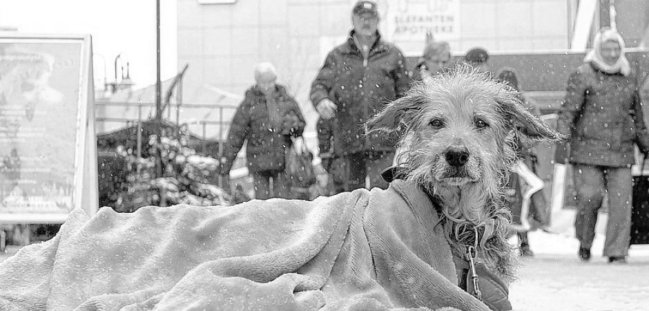 Die Hunde der Obdachlosen
