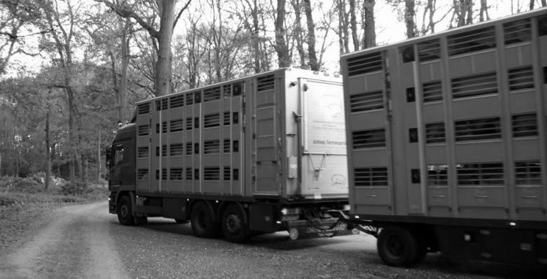 Tiertransporter zum Schlachthof - Nach der Massentierhaltung fast eine „Erlösung“
